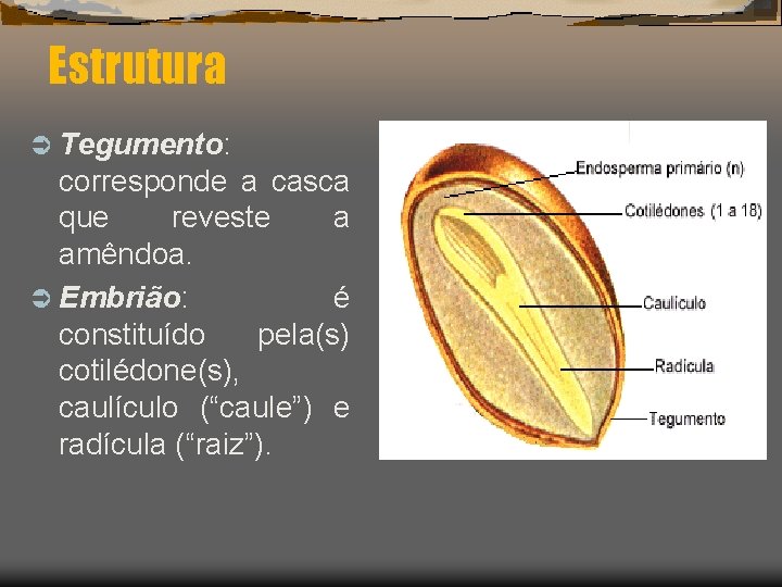 Estrutura Ü Tegumento: corresponde a casca que reveste a amêndoa. Ü Embrião: é constituído