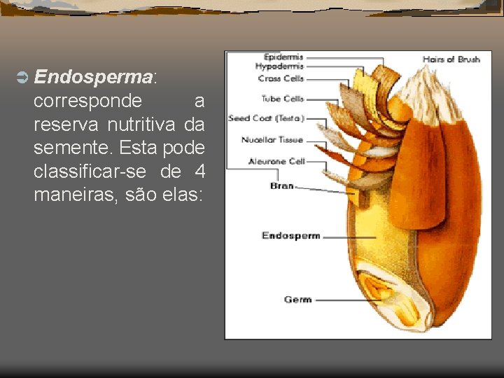 Ü Endosperma: corresponde a reserva nutritiva da semente. Esta pode classificar-se de 4 maneiras,