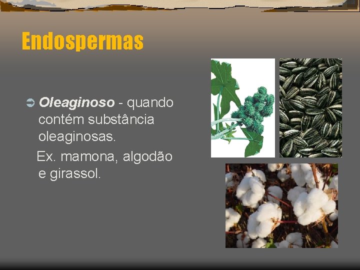 Endospermas Ü Oleaginoso - quando contém substância oleaginosas. Ex. mamona, algodão e girassol. 