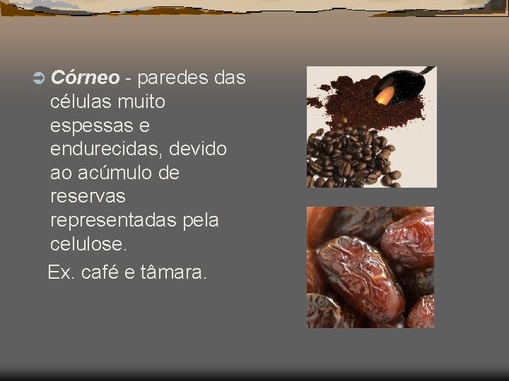 Ü Córneo - paredes das células muito espessas e endurecidas, devido ao acúmulo de