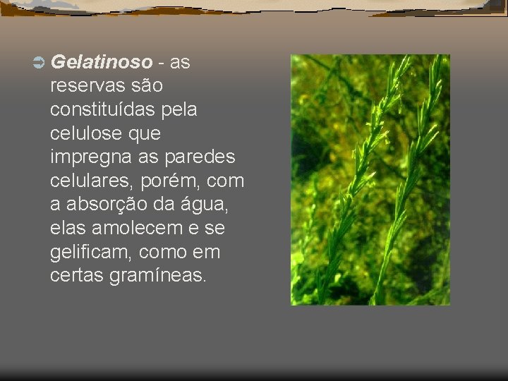 Ü Gelatinoso - as reservas são constituídas pela celulose que impregna as paredes celulares,