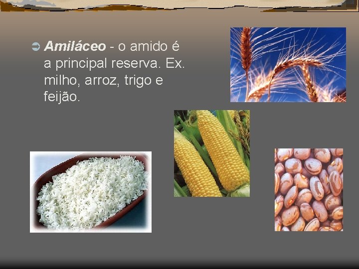 Ü Amiláceo - o amido é a principal reserva. Ex. milho, arroz, trigo e