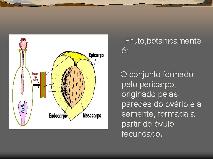 Fruto, botanicamente é: O conjunto formado pelo pericarpo, originado pelas paredes do ovário e