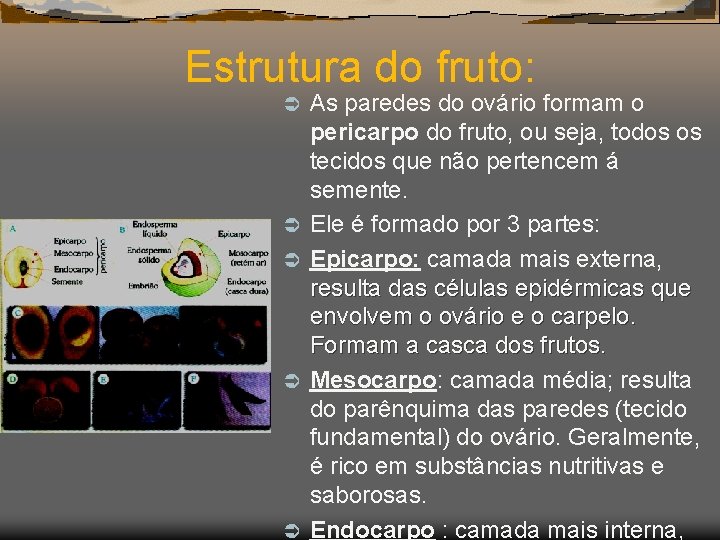 Estrutura do fruto: Ü Ü Ü As paredes do ovário formam o pericarpo do
