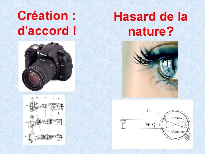 Création : d'accord ! Hasard de la nature? 