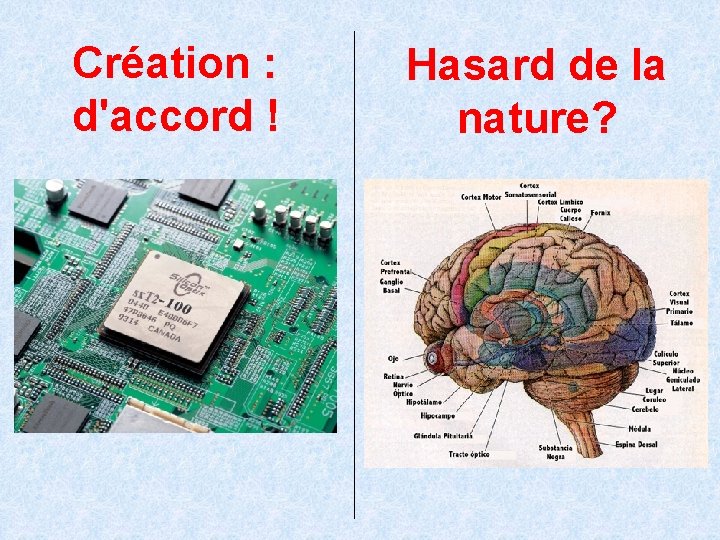 Création : d'accord ! Hasard de la nature? 