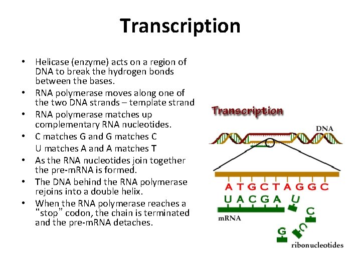 Transcription • Helicase (enzyme) acts on a region of DNA to break the hydrogen