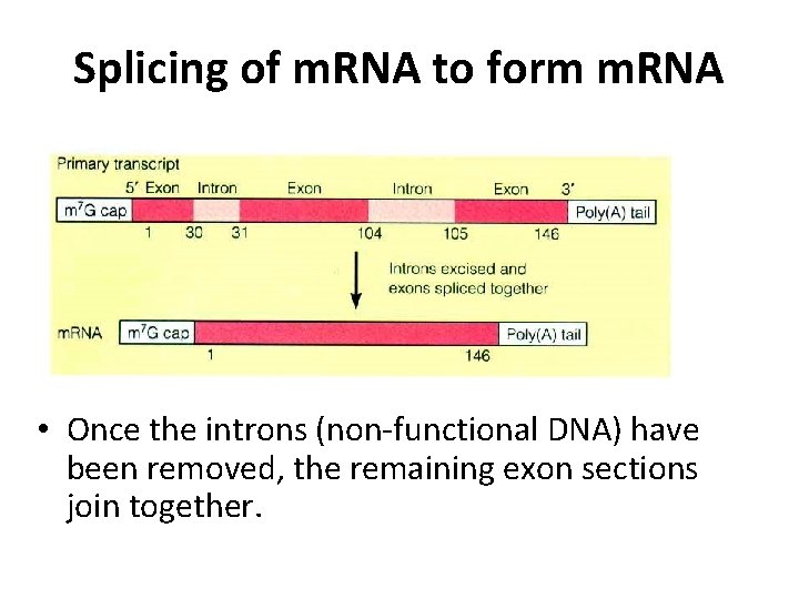 Splicing of m. RNA to form m. RNA • Once the introns (non-functional DNA)