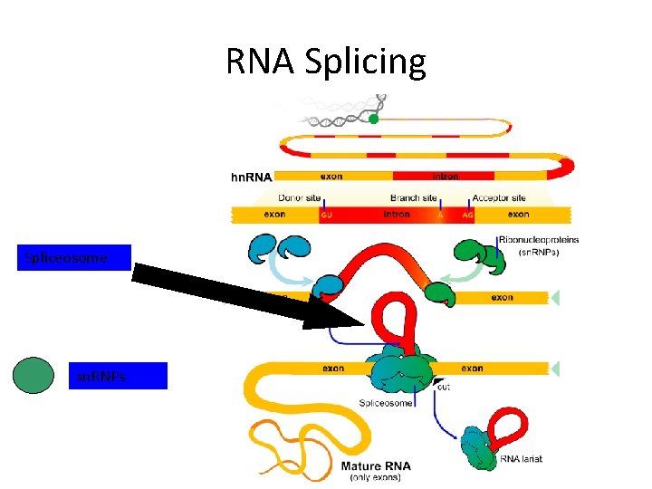 RNA Splicing Spliceosome sn. RNPs 