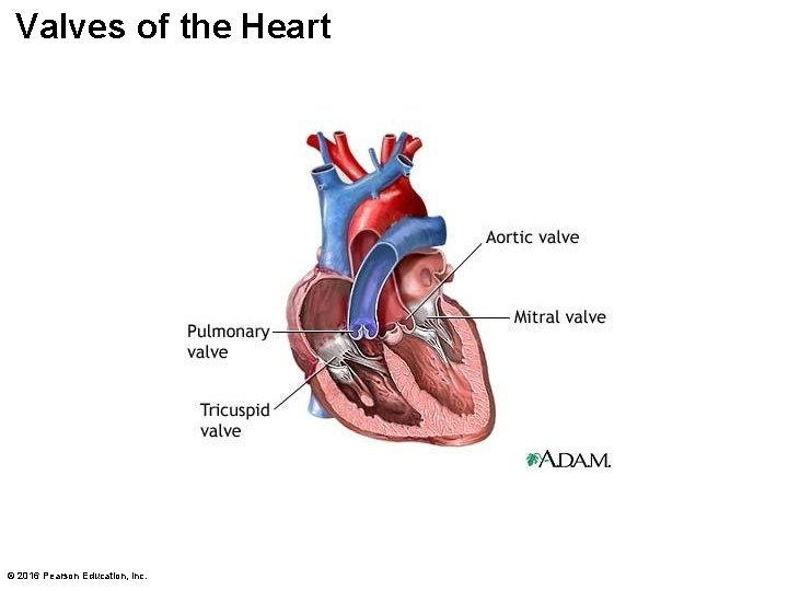 Valves of the Heart © 2016 Pearson Education, Inc. 