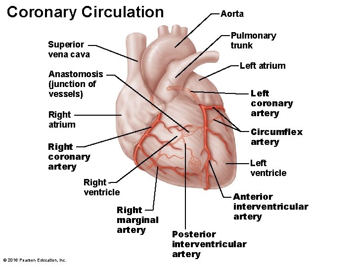 Coronary Circulation Aorta Pulmonary trunk Superior vena cava Left atrium Anastomosis (junction of vessels)