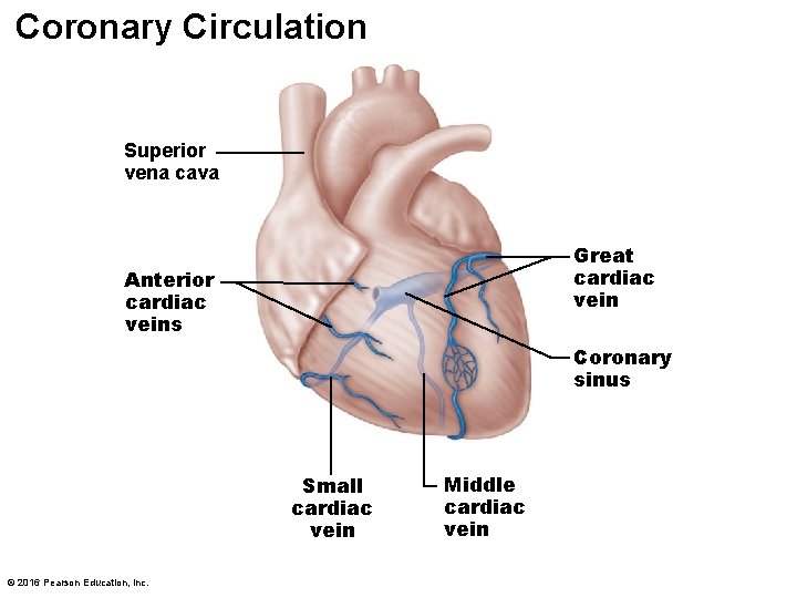 Coronary Circulation Superior vena cava Great cardiac vein Anterior cardiac veins Coronary sinus Small