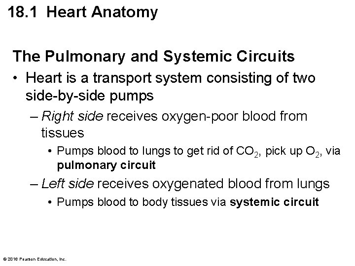 18. 1 Heart Anatomy The Pulmonary and Systemic Circuits • Heart is a transport