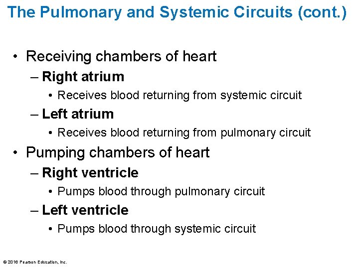The Pulmonary and Systemic Circuits (cont. ) • Receiving chambers of heart – Right