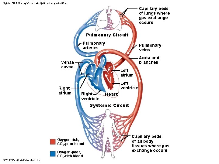 Figure 18. 1 The systemic and pulmonary circuits. Capillary beds of lungs where gas