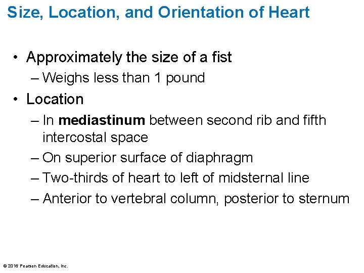 Size, Location, and Orientation of Heart • Approximately the size of a fist –