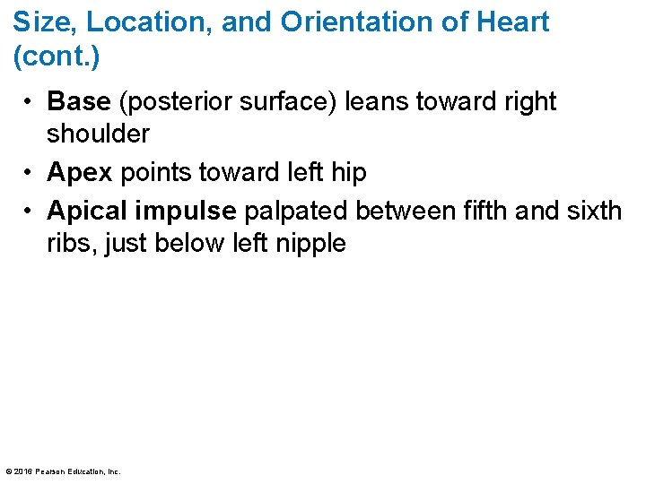 Size, Location, and Orientation of Heart (cont. ) • Base (posterior surface) leans toward