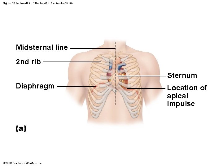 Figure 18. 2 a Location of the heart in the mediastinum. Midsternal line 2