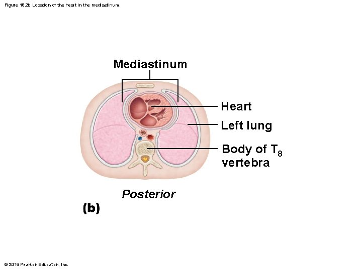 Figure 18. 2 b Location of the heart in the mediastinum. Mediastinum Heart Left