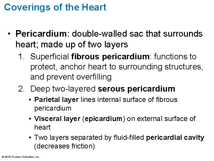 Coverings of the Heart • Pericardium: double-walled sac that surrounds heart; made up of