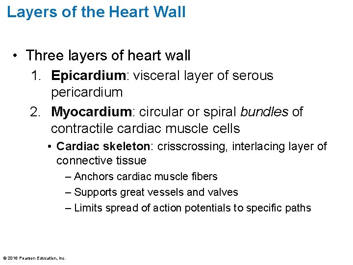 Layers of the Heart Wall • Three layers of heart wall 1. Epicardium: visceral