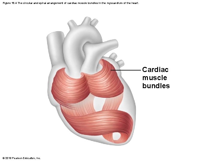 Figure 18. 4 The circular and spiral arrangement of cardiac muscle bundles in the