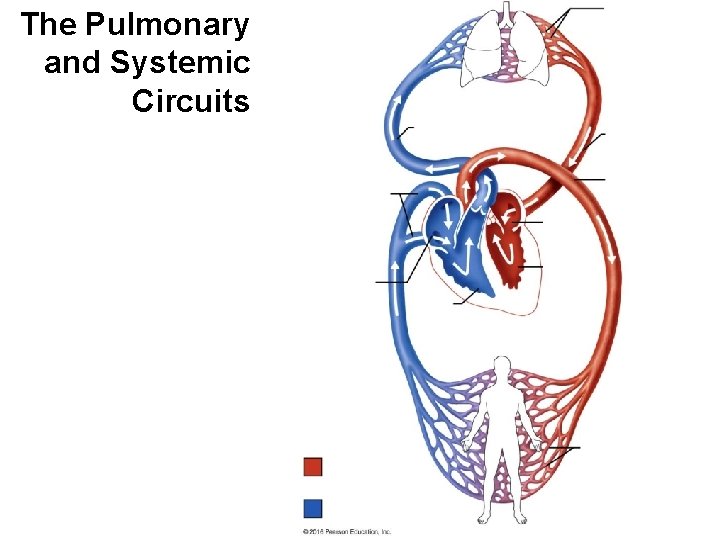 The Pulmonary and Systemic Circuits 