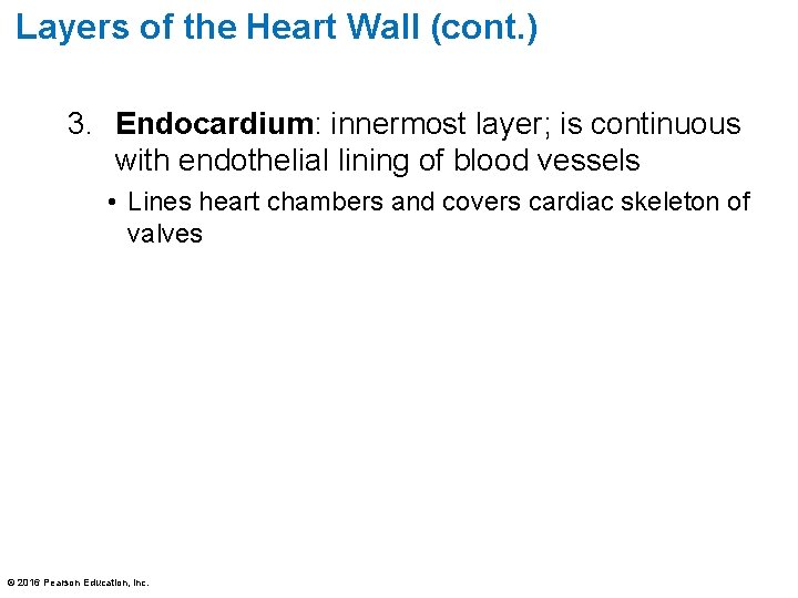 Layers of the Heart Wall (cont. ) 3. Endocardium: innermost layer; is continuous with