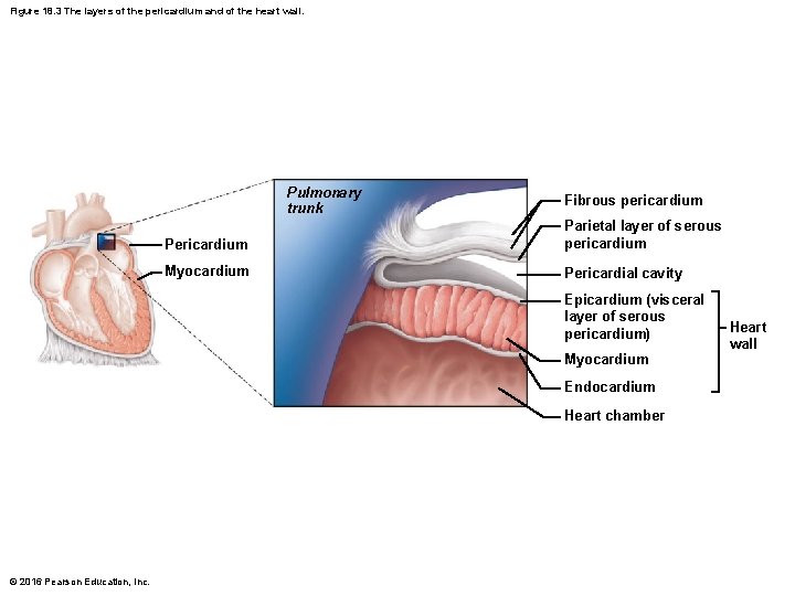 Figure 18. 3 The layers of the pericardium and of the heart wall. Pulmonary