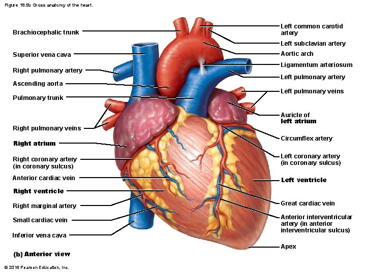 Figure 18. 5 b Gross anatomy of the heart. Brachiocephalic trunk Left common carotid