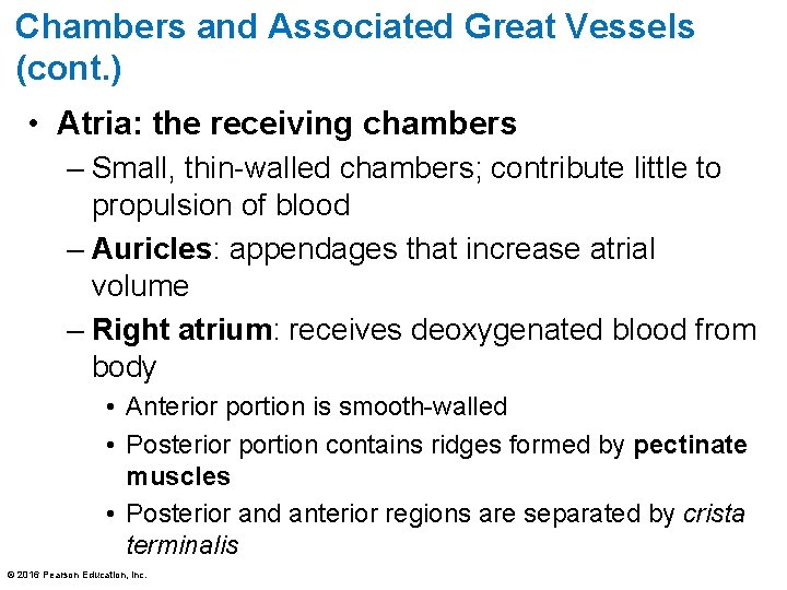 Chambers and Associated Great Vessels (cont. ) • Atria: the receiving chambers – Small,