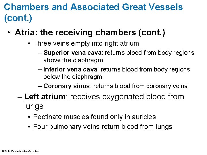 Chambers and Associated Great Vessels (cont. ) • Atria: the receiving chambers (cont. )