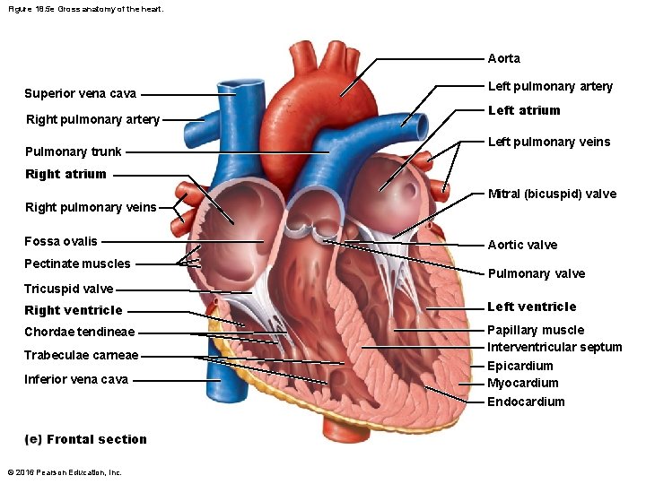 Figure 18. 5 e Gross anatomy of the heart. Aorta Superior vena cava Right