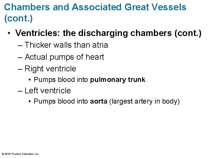 Chambers and Associated Great Vessels (cont. ) • Ventricles: the discharging chambers (cont. )
