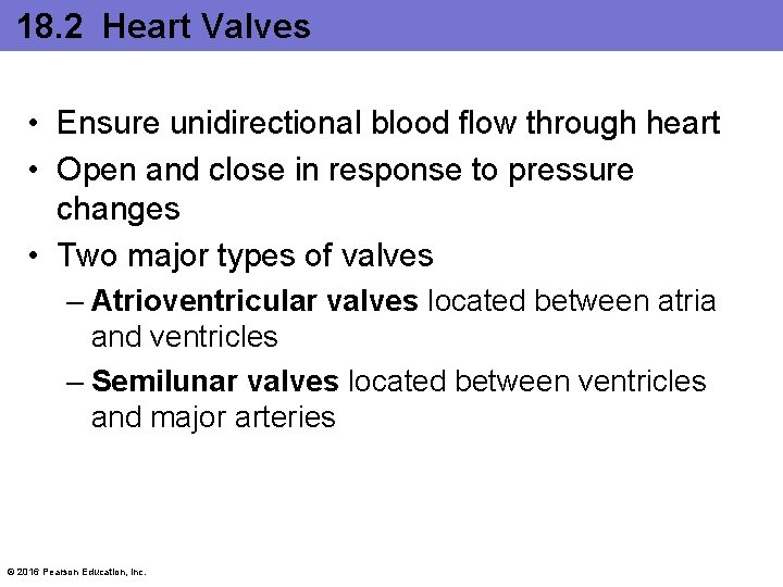 18. 2 Heart Valves • Ensure unidirectional blood flow through heart • Open and