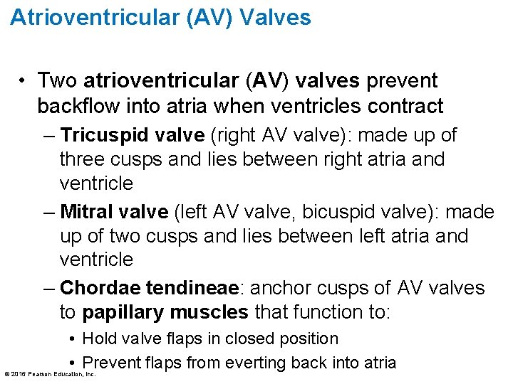 Atrioventricular (AV) Valves • Two atrioventricular (AV) valves prevent backflow into atria when ventricles