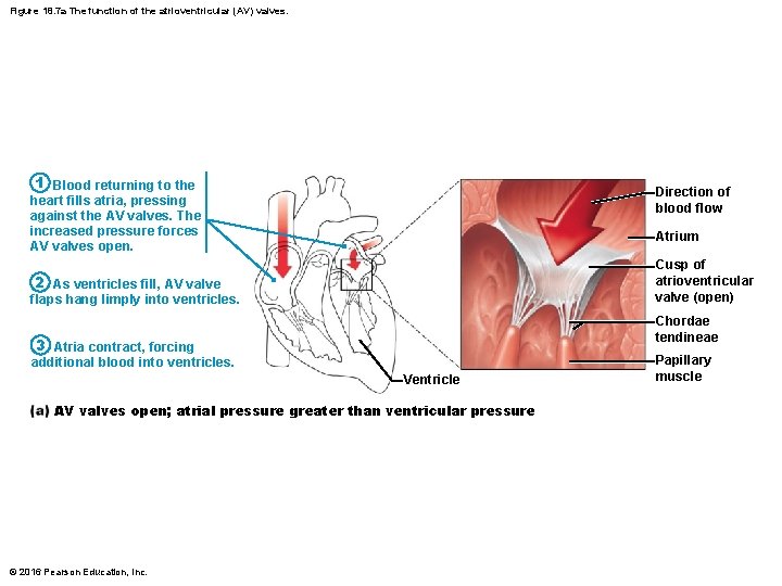 Figure 18. 7 a The function of the atrioventricular (AV) valves. 1 Blood returning