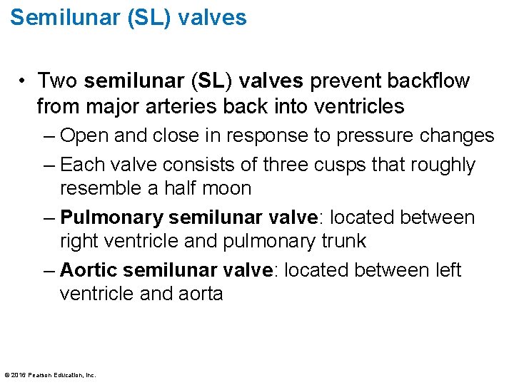 Semilunar (SL) valves • Two semilunar (SL) valves prevent backflow from major arteries back