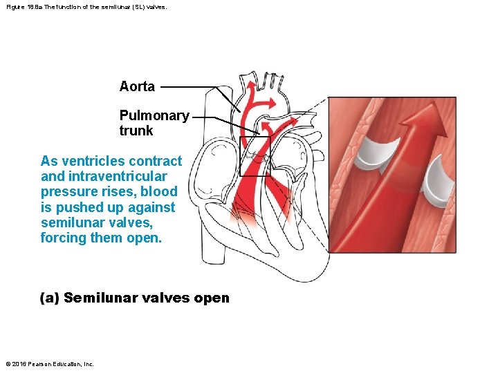 Figure 18. 8 a The function of the semilunar (SL) valves. Aorta Pulmonary trunk