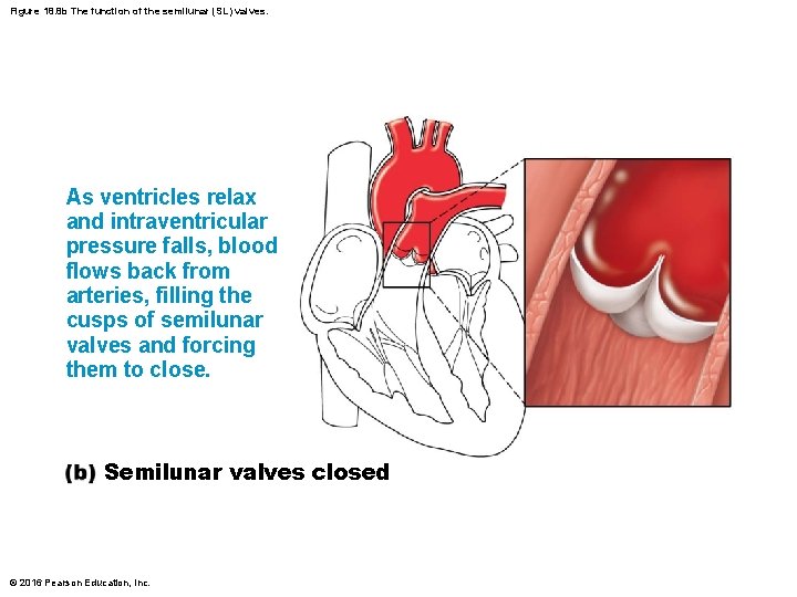 Figure 18. 8 b The function of the semilunar (SL) valves. As ventricles relax