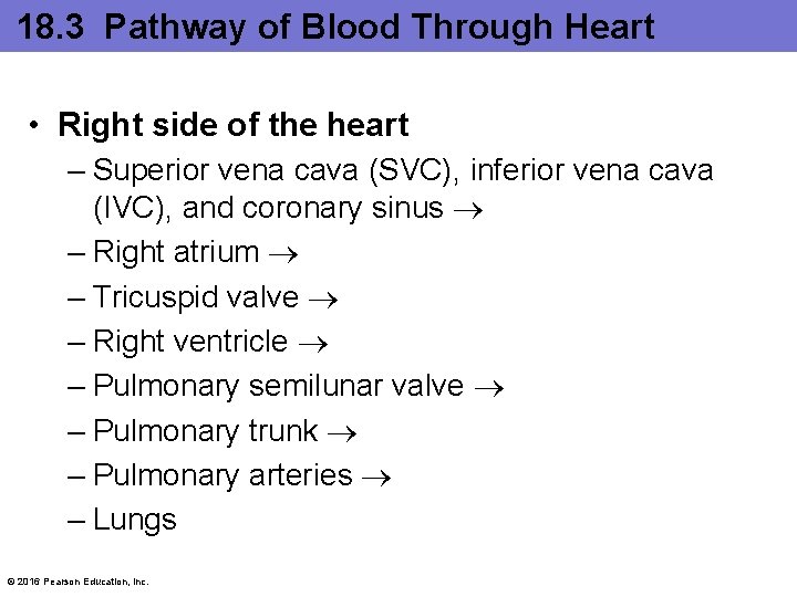 18. 3 Pathway of Blood Through Heart • Right side of the heart –