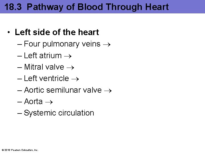 18. 3 Pathway of Blood Through Heart • Left side of the heart –