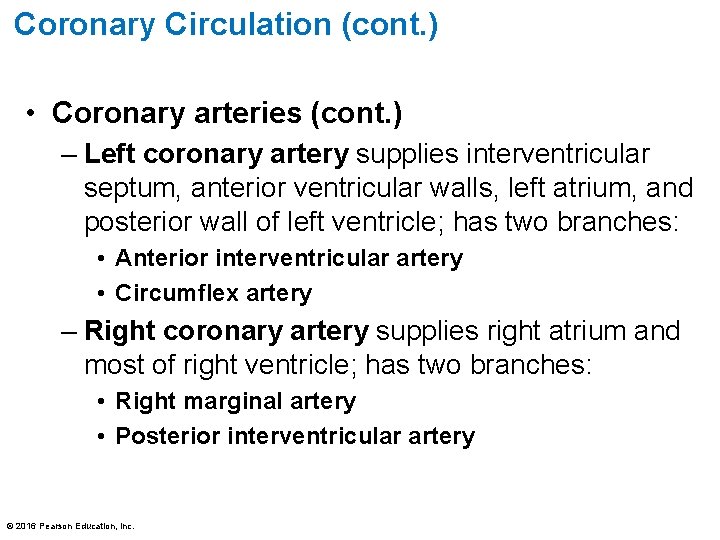 Coronary Circulation (cont. ) • Coronary arteries (cont. ) – Left coronary artery supplies