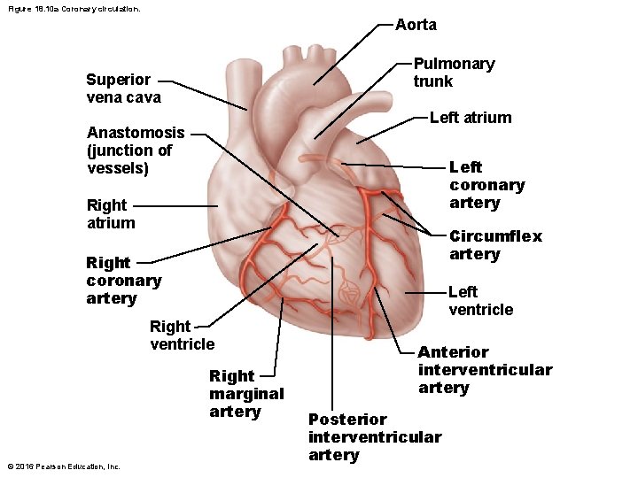 Figure 18. 10 a Coronary circulation. Aorta Pulmonary trunk Superior vena cava Left atrium