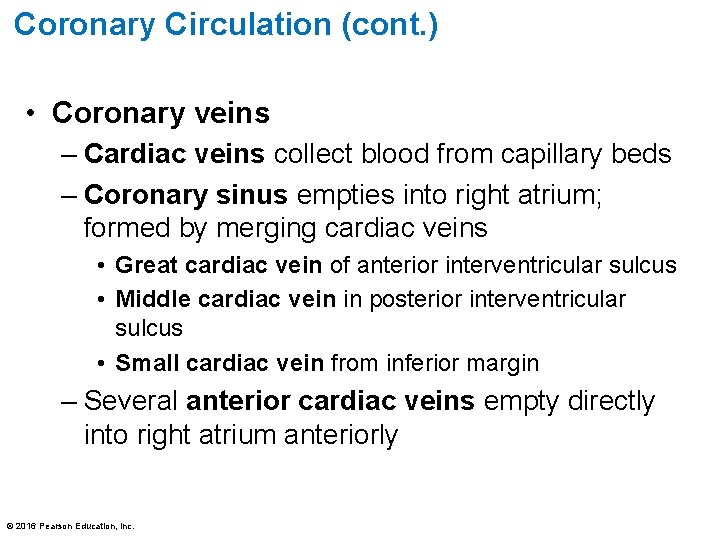 Coronary Circulation (cont. ) • Coronary veins – Cardiac veins collect blood from capillary