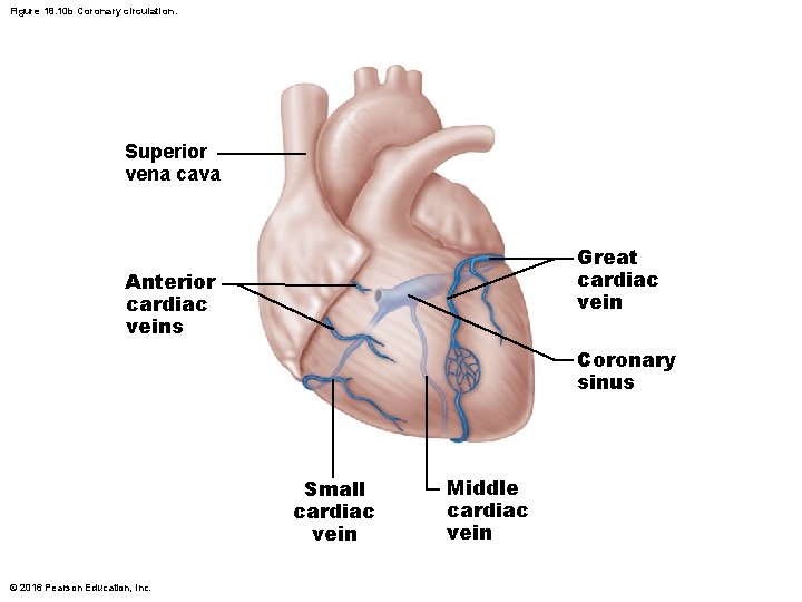 Figure 18. 10 b Coronary circulation. Superior vena cava Great cardiac vein Anterior cardiac