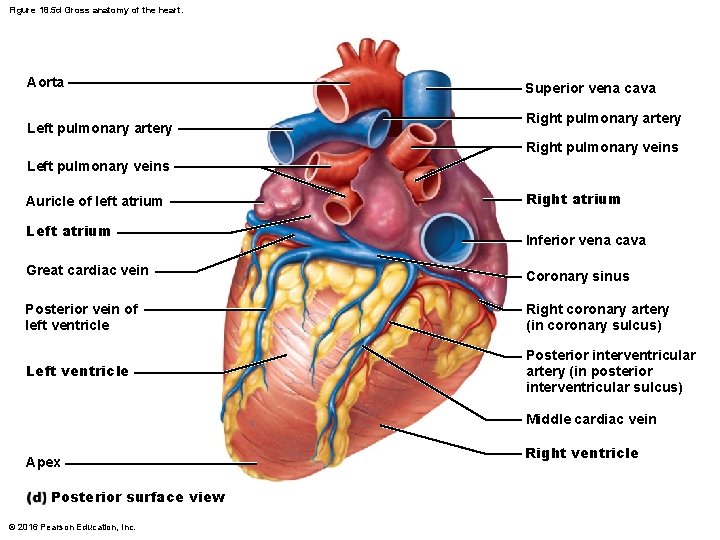 Figure 18. 5 d Gross anatomy of the heart. Aorta Left pulmonary artery Superior