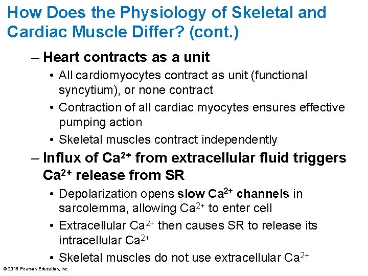 How Does the Physiology of Skeletal and Cardiac Muscle Differ? (cont. ) – Heart