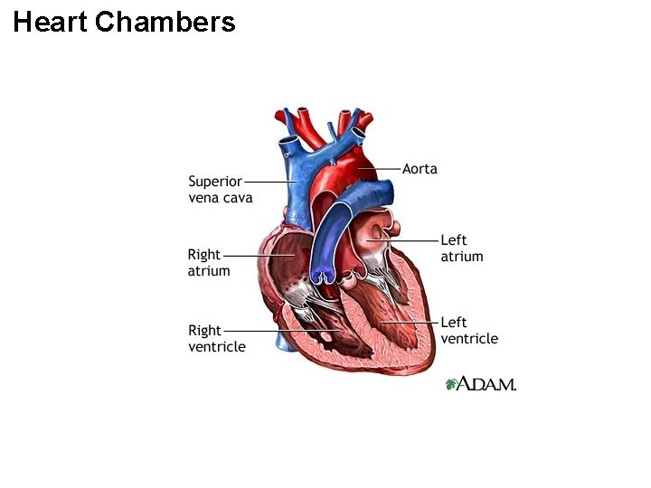 Heart Chambers 