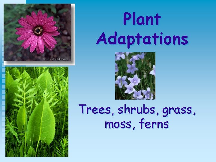 Plant Adaptations Trees, shrubs, grass, moss, ferns 